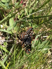 Euphydryas editha taylori