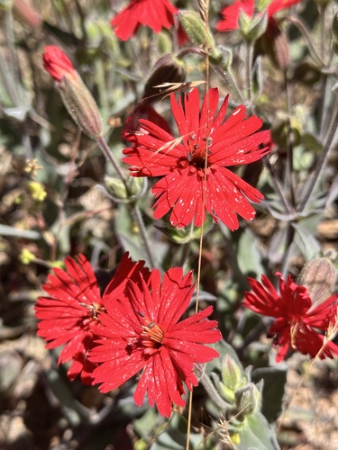cardinal catchfly