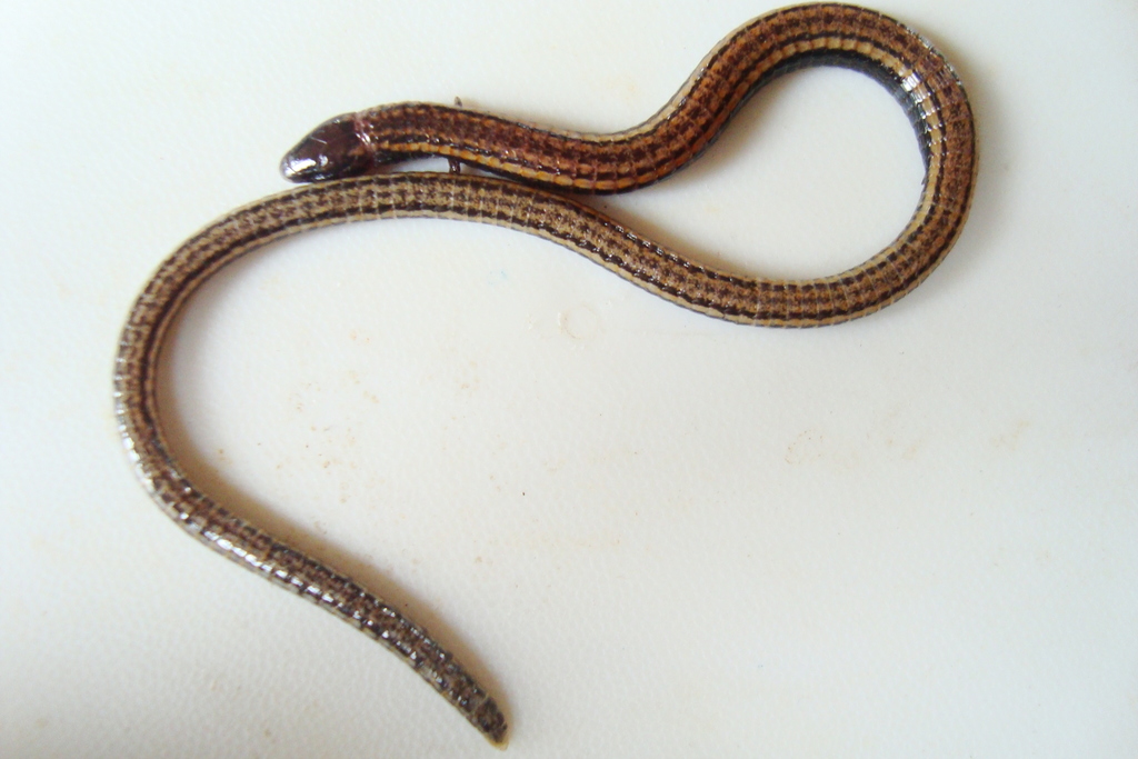 Stacy's Bachia