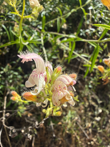 Keckiella breviflora, photograph 3