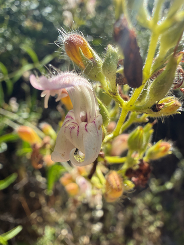 Keckiella breviflora, photograph 5