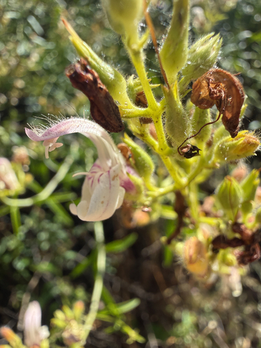Keckiella breviflora, photograph 6