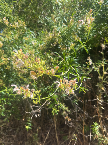 Keckiella breviflora, photograph 4