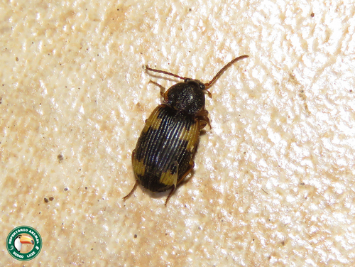 Craspedophorus symei