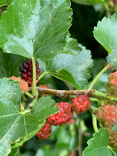 white mulberry