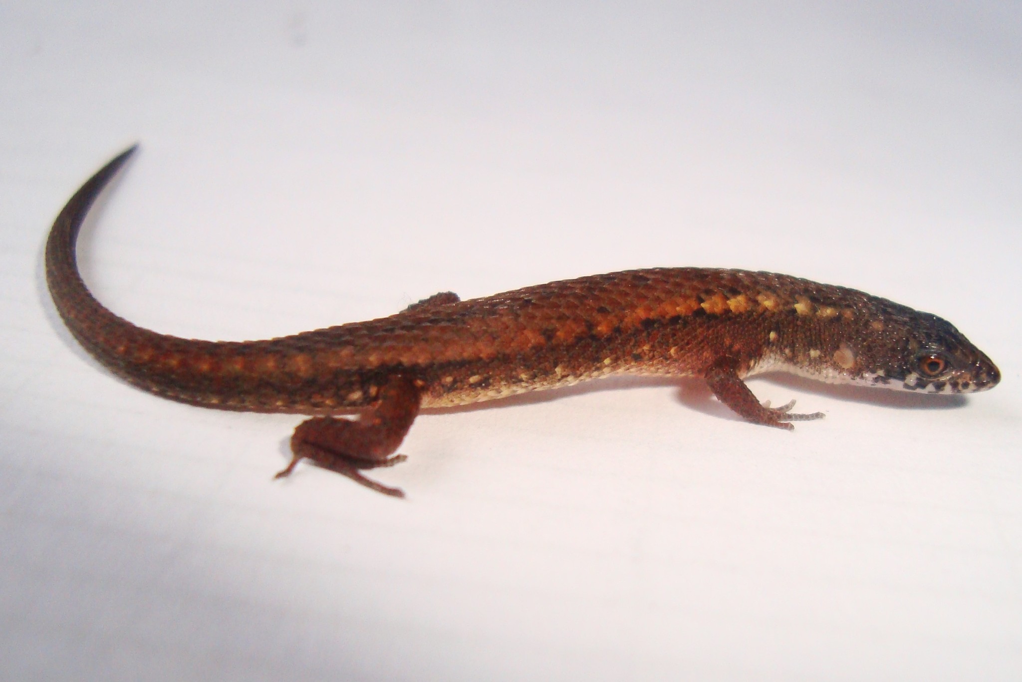 Alopoglossus atriventris Duellman, 1973