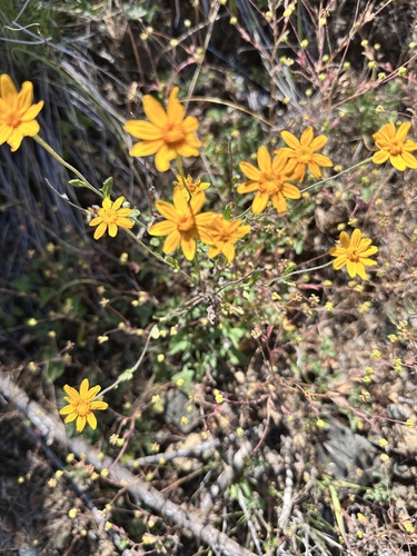 common woolly sunflower