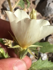 Mentzelia tricuspis