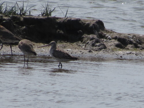 iNaturalist image