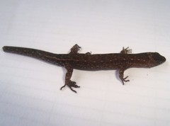 Pseudogonatodes guianensis