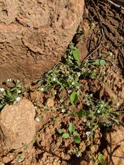 Plagiobothrys collinus