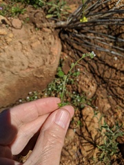 Plagiobothrys collinus