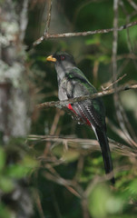 Priotelus roseigaster