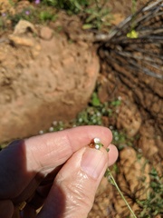 Plagiobothrys collinus