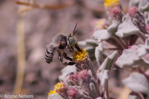 White anthophora bee