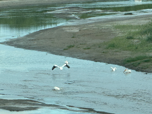 American White Pelican