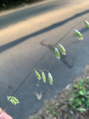 Melica mutica