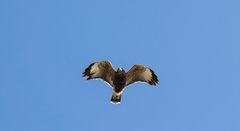 Parabuteo unicinctus