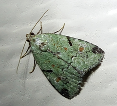 Maliattha concinnimacula