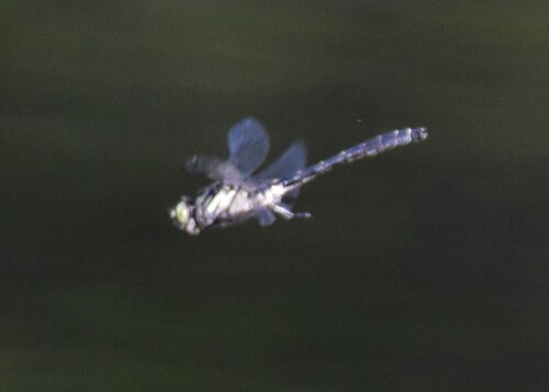 Mustached Clubtail photo 5