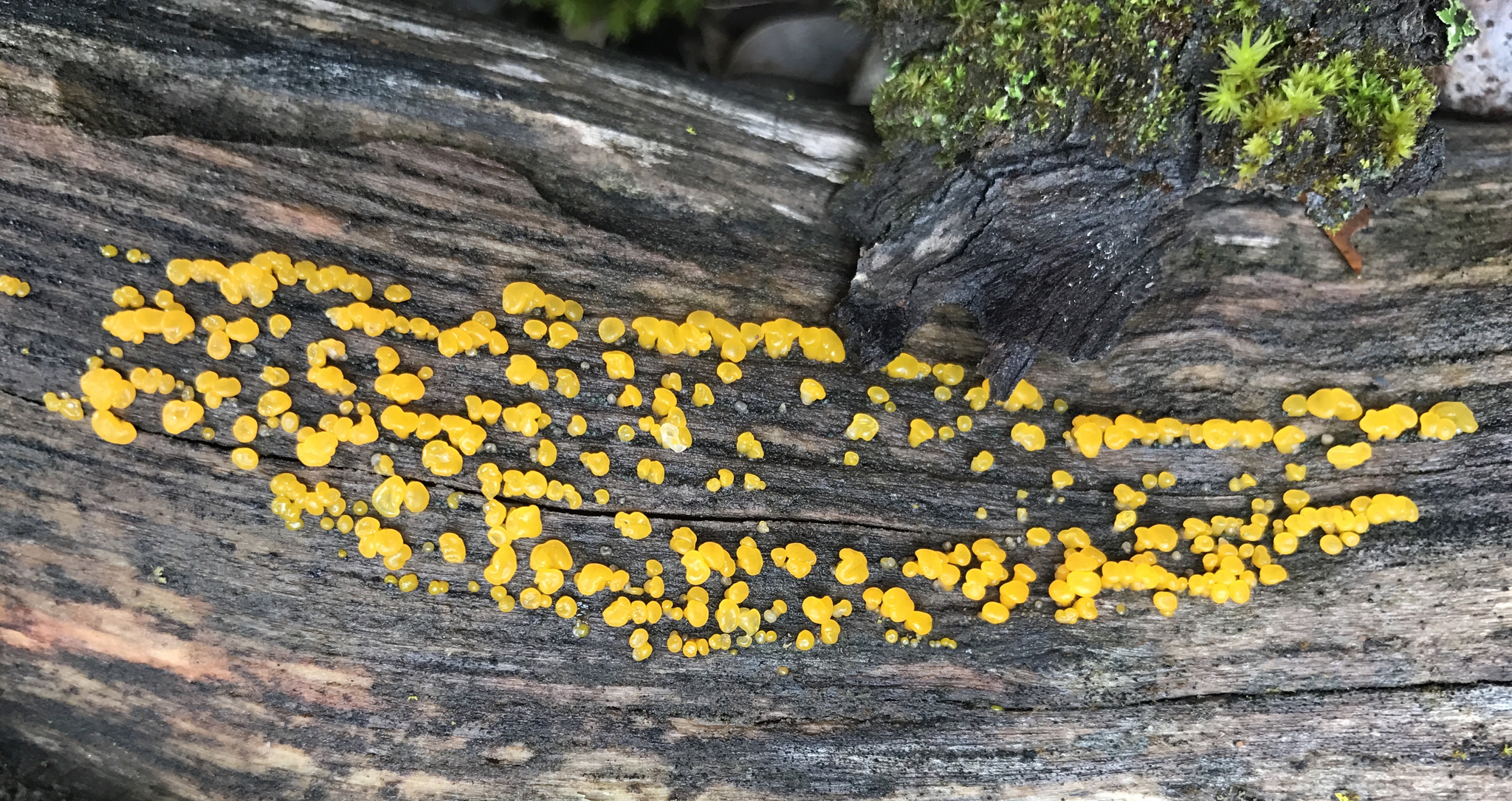 Dacrymyces capitatus image
