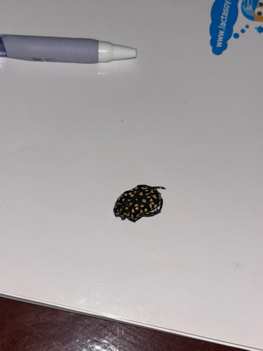 Yellow-spotted Flower Chafer