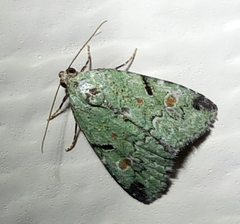 Maliattha concinnimacula