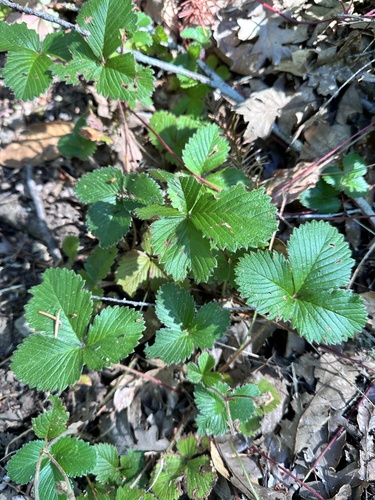 woodland strawberry