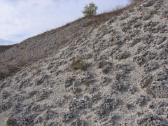 Artemisia hololeuca