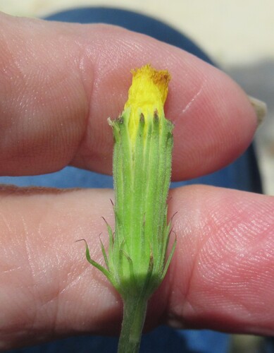 Pyrrhopappus pauciflorus, photograph 4