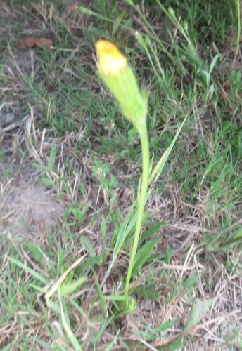 Pyrrhopappus pauciflorus, photograph 6