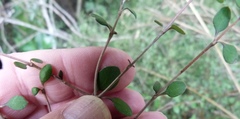 Coprosma rubra