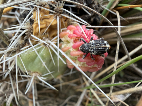 Cactus Weevils
