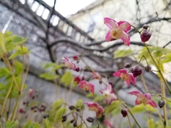 Epimedium × rubrum