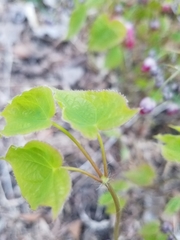 Epimedium × rubrum