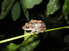 Pristimantis altamazonicus