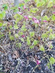 Epimedium × rubrum