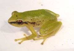 Pristimantis omeviridis