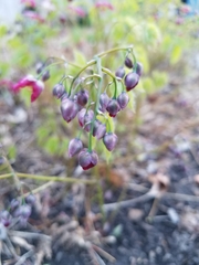Epimedium × rubrum