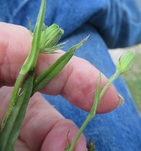 Pyrrhopappus pauciflorus, photograph 5