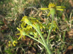 Tephroseris kirilowii