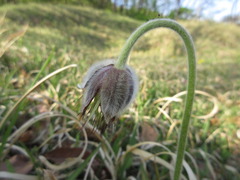 Pulsatilla cernua