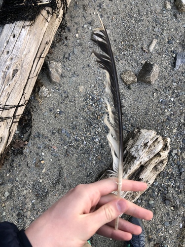 Plume de Goéland d'Amérique