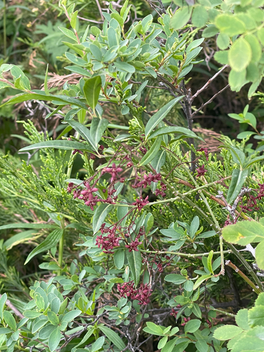 Euonymus semenovii