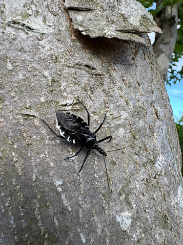 Japanese Assassin Bug