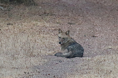 Canis aureus indicus