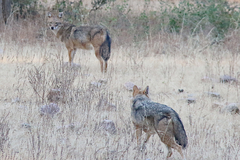 Canis aureus indicus