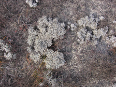 Artemisia hololeuca