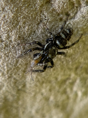 Zebra Jumping Spider