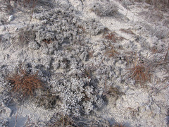 Artemisia hololeuca